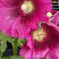 Queeny Purple Hollyhock Seeds | Magenta Blooms | Attracts Pollinators | Non-GMO |  | Biennial
