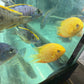 Red Spot Gold Severum (Heros cf. efasciatus)