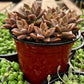 Graptosedum Alpenglow