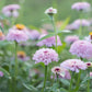 Zinderella Lilac Zinnia Seeds - 100+ Double Bloom Seeds - USA Grown -  - Cut Flower Garden - Butterfly Magnet - Easy Grow