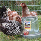Miller Galvanized Hanging Chicken Feeder 12 lb Metal Poultry Feed Dispenser