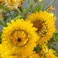 Golden Yellow Strawflower Seeds | Everlasting Blooms | Cut & Dried Flowers | Non-GMO |  | Easy to Grow