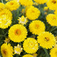 Golden Yellow Strawflower Seeds | Everlasting Blooms | Cut & Dried Flowers | Non-GMO |  | Easy to Grow