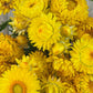 Golden Yellow Strawflower Seeds | Everlasting Blooms | Cut & Dried Flowers | Non-GMO |  | Easy to Grow