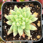 Echeveria Marcus