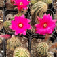 #21C Peanut Cactus 2"