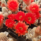 #21C Peanut Cactus 2"