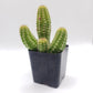 #21C Peanut Cactus 2"