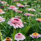 Zinderella Lilac Zinnia Seeds - 100+ Double Bloom Seeds - USA Grown -  - Cut Flower Garden - Butterfly Magnet - Easy Grow