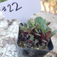 #22 Anacampaseros Green Purple