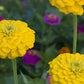 Canary Bird Zinnia Seeds | Bright Yellow Flowers | Attracts Bees & Butterflies | Non-GMO |  | Easy to Grow