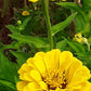 Canary Bird Zinnia Seeds | Bright Yellow Flowers | Attracts Bees & Butterflies | Non-GMO |  | Easy to Grow