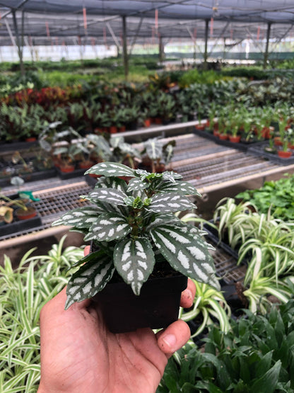 Pilea 'Aluminum' I The foliage looks like it has been splashed with aluminum paint