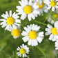 Roman Chamomile Seeds | Heirloom Non-GMO | Fragrant Groundcover | Herbal Tea |