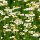 Roman Chamomile Seeds | Heirloom Non-GMO | Fragrant Groundcover | Herbal Tea |