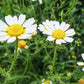 Roman Chamomile Seeds | Heirloom Non-GMO | Fragrant Groundcover | Herbal Tea |