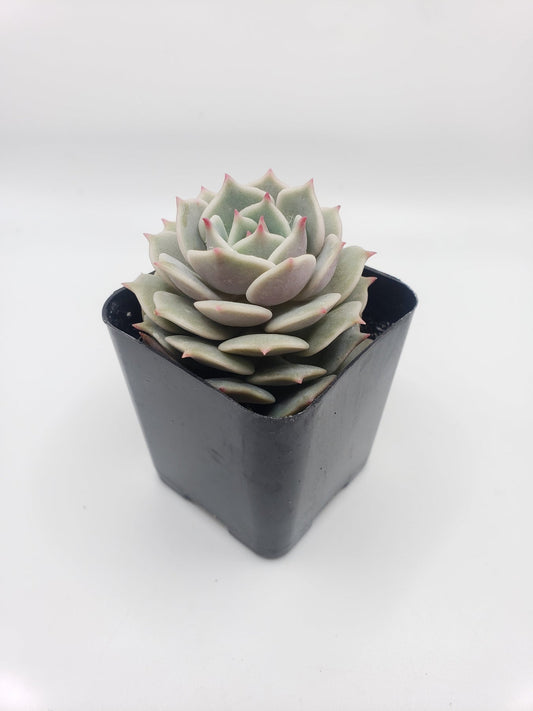 #23 Echeveria Lola