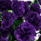 Grenadin King of Blacks Carnation Seeds | Deep Purple Blooms | Fragrant Heirloom | Attracts Pollinators |
