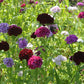 Grenadin King of Blacks Carnation Seeds | Deep Purple Blooms | Fragrant Heirloom | Attracts Pollinators |