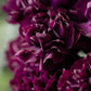 Grenadin King of Blacks Carnation Seeds | Deep Purple Blooms | Fragrant Heirloom | Attracts Pollinators |