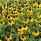 Clasping Coneflower Seeds | Rudbeckia Amplexicaulis | Drought Tolerant | Attracts Pollinators | Non-GMO |