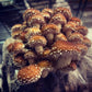 Chestnut MycoGarden Fruiting Kit - (Pholiota adiposa)