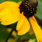 Clasping Coneflower Seeds | Rudbeckia Amplexicaulis | Drought Tolerant | Attracts Pollinators | Non-GMO |