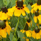 Clasping Coneflower Seeds | Rudbeckia Amplexicaulis | Drought Tolerant | Attracts Pollinators | Non-GMO |