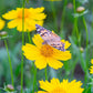 Lance Leaf Coreopsis Seeds | Non-GMO | Golden Yellow Blooms | Drought Tolerant | Attracts Pollinators |