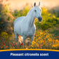 Farnam Bronco Equine Fly Spray Plus Citronella Repellent 32 oz. for Horses & Dogs 2PK