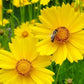 Lance Leaf Coreopsis Seeds | Non-GMO | Golden Yellow Blooms | Drought Tolerant | Attracts Pollinators |