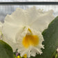 Rhyncholaeliocattleya Andacocha