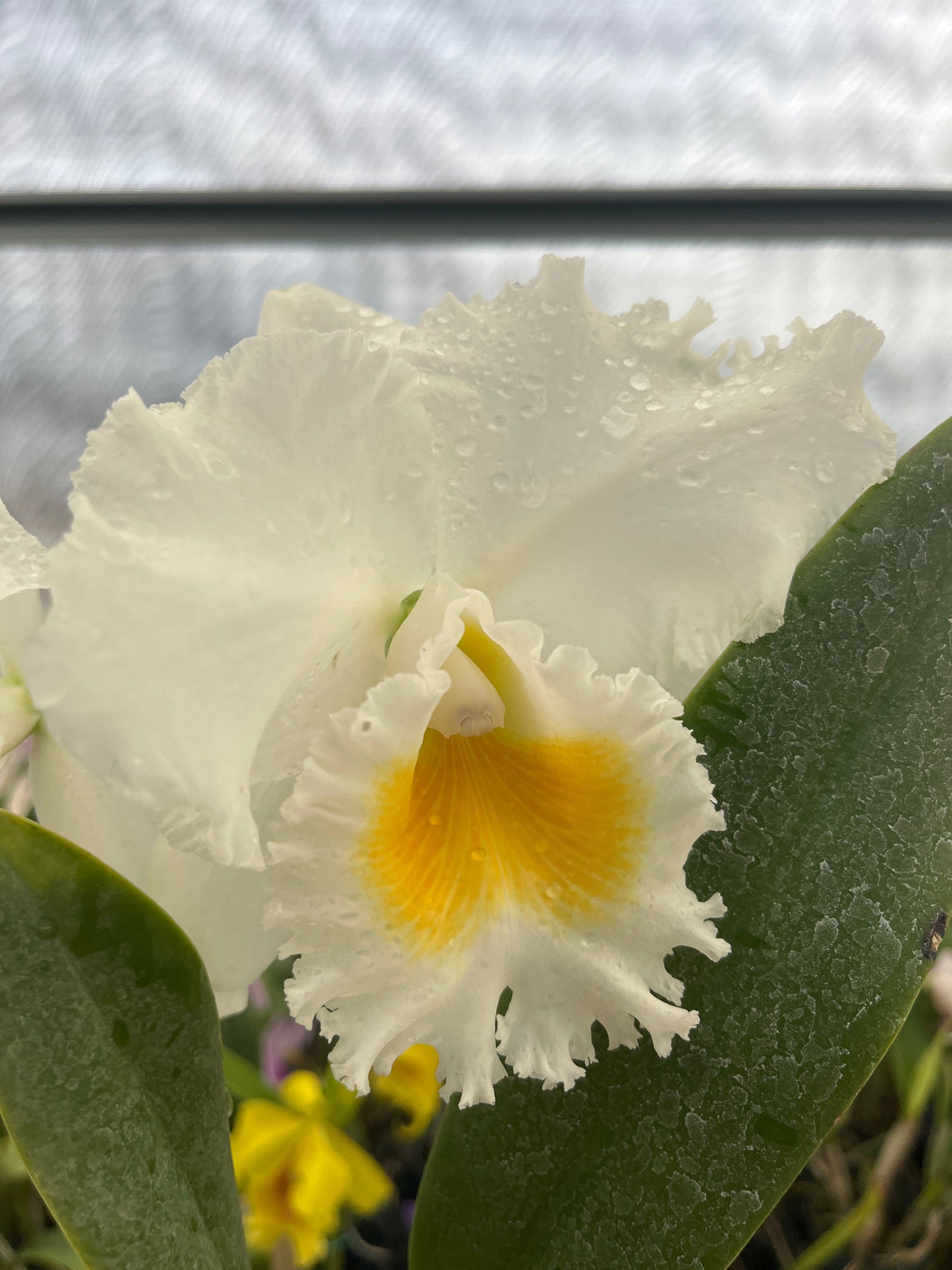 Rhyncholaeliocattleya Andacocha