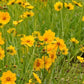 Lance Leaf Coreopsis Seeds | Non-GMO | Golden Yellow Blooms | Drought Tolerant | Attracts Pollinators |