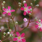 Crimson Red Carmine Baby's Breath Seeds | Non-GMO | Pink-Red Blooms | Cut Flower Garden | Attracts Pollinators |