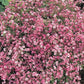 Crimson Red Carmine Baby's Breath Seeds | Non-GMO | Pink-Red Blooms | Cut Flower Garden | Attracts Pollinators |