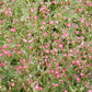 Crimson Red Carmine Baby's Breath Seeds | Non-GMO | Pink-Red Blooms | Cut Flower Garden | Attracts Pollinators |