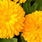 Golden Emperor Calendula Seeds | Non-GMO | Bright Yellow Blooms | Attracts Pollinators | Edible Flowers |