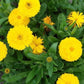 Golden Emperor Calendula Seeds | Non-GMO | Bright Yellow Blooms | Attracts Pollinators | Edible Flowers |