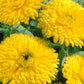 Golden Emperor Calendula Seeds | Non-GMO | Bright Yellow Blooms | Attracts Pollinators | Edible Flowers |