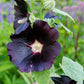 Nigra Hollyhock Seeds | Non-GMO | Dark Red-Black Blooms | Tall Perennial | Attracts Pollinators |