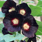 Nigra Hollyhock Seeds | Non-GMO | Dark Red-Black Blooms | Tall Perennial | Attracts Pollinators |