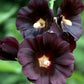 Nigra Hollyhock Seeds | Non-GMO | Dark Red-Black Blooms | Tall Perennial | Attracts Pollinators |