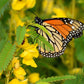 300 Yellow PARTRIDGE PEA (Sleeping Plant / Sensitive Pea) Chamaecrista Fasciculata Flower Seeds