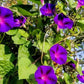Grandpa Ott Morning Glory Seeds | Non-GMO | Purple Blooms | Attracts Pollinators | Fast Growing Vine |