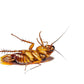 Enforcer Roach Ridd with Boric Acid 16 oz Roach Ant Silverfish Killer Powder