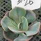 #26 Echeveria hybrid