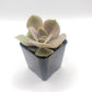 #26 Echeveria hybrid