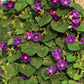 Grandpa Ott Morning Glory Seeds | Non-GMO | Purple Blooms | Attracts Pollinators | Fast Growing Vine |