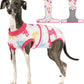 Female Dog Recovery Suit After Spay, XS–2XL